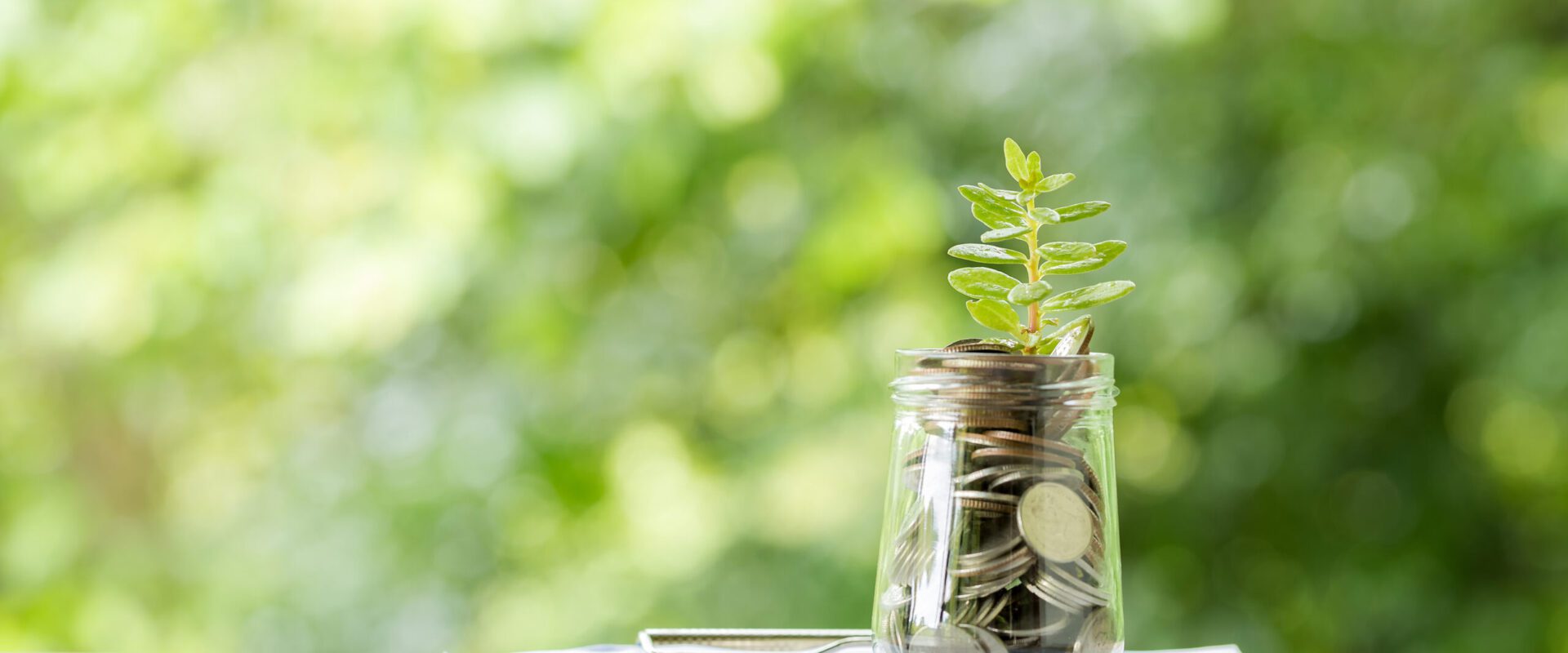 Plant growing from coins in the glass jar on blurred green nature