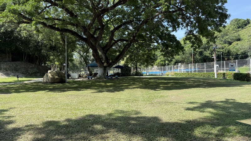 Prado verde con un arbol grande en medio